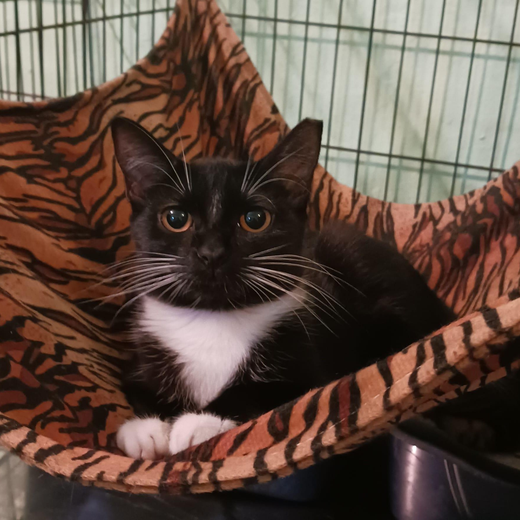 Enlarge Shiraz, a Adoptable Domestic Short Hair in Syracuse, NY image 3/5
