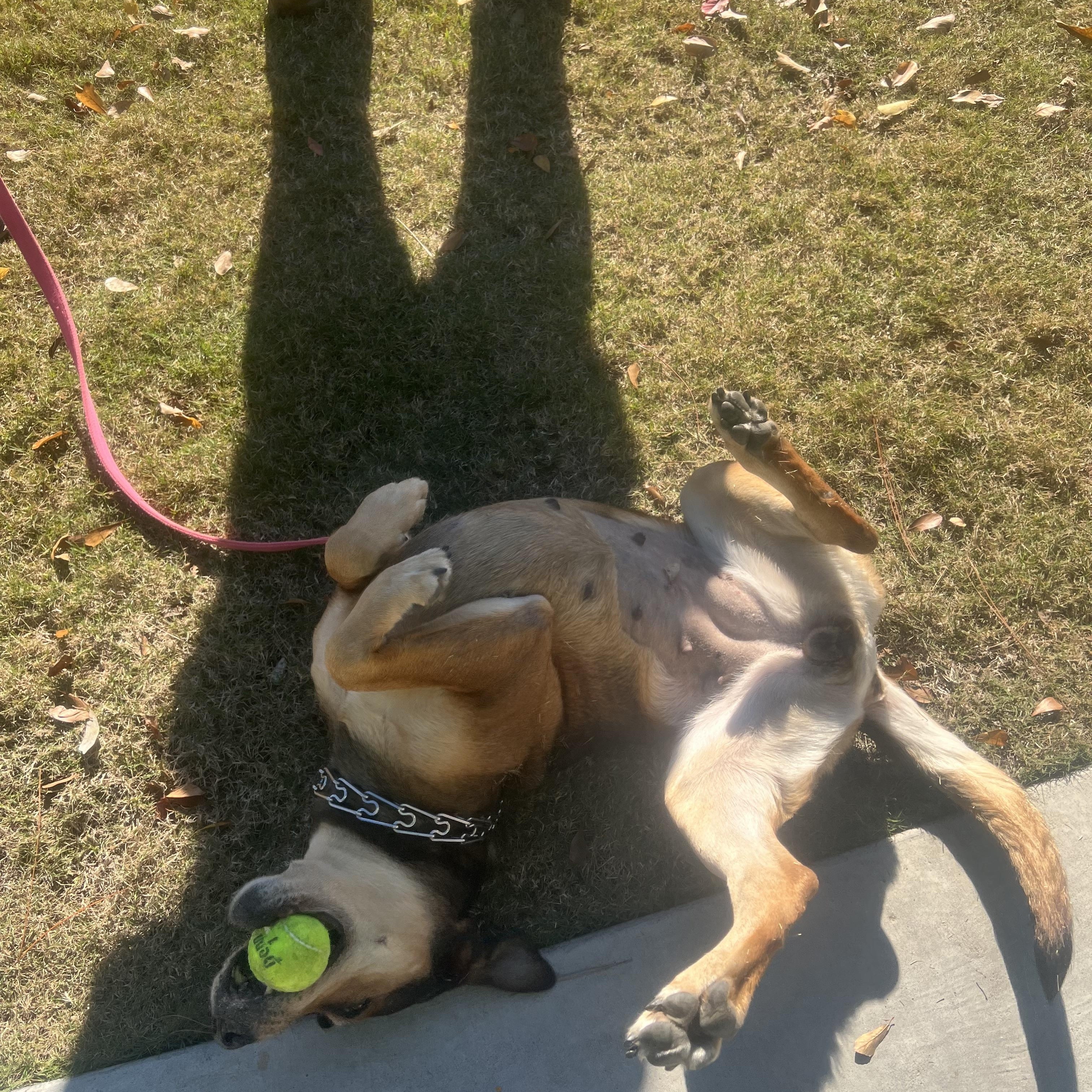 Enlarge Mia, an adopted mixed breed in Orange Beach, AL image 4/5