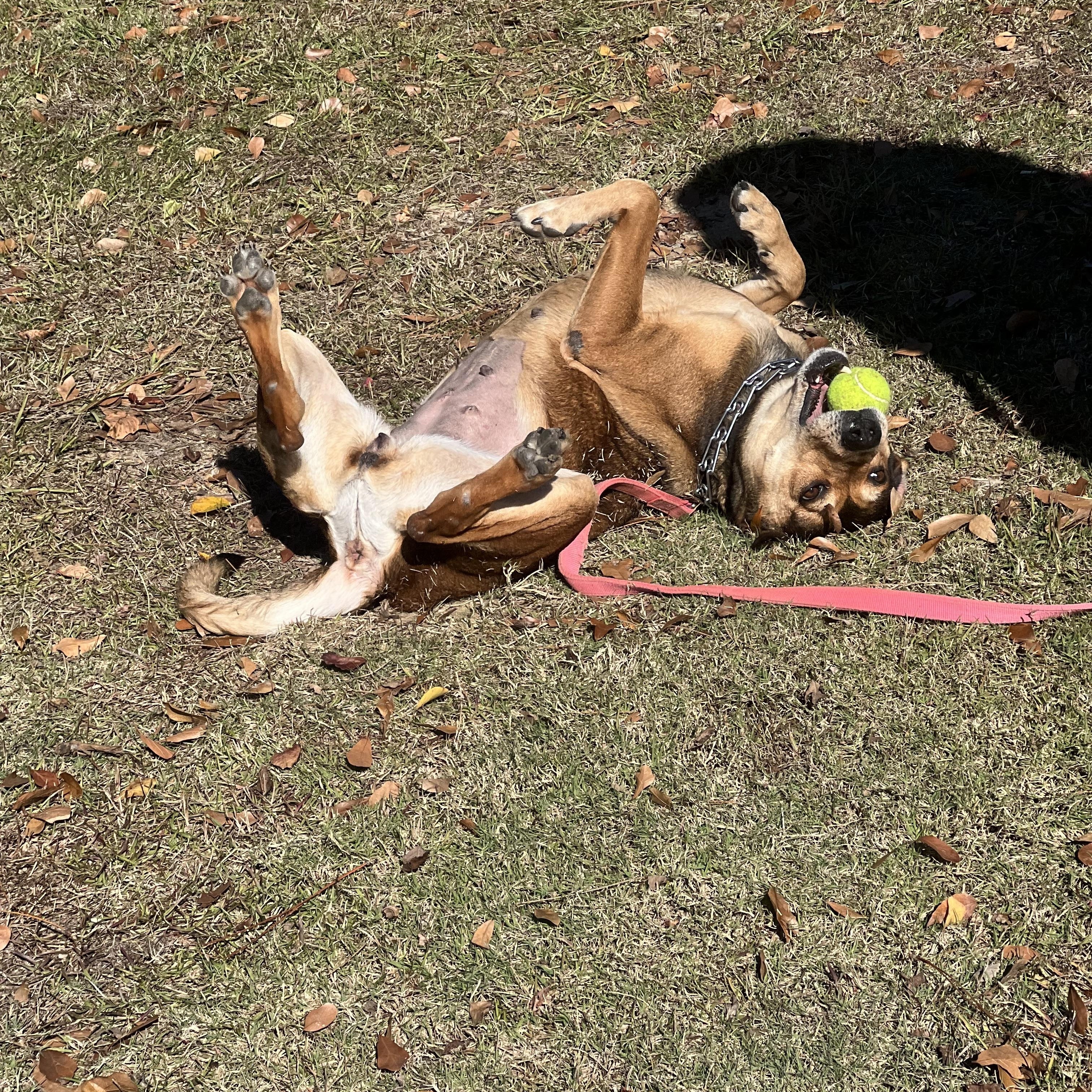Enlarge Mia, an adopted mixed breed in Orange Beach, AL image 5/5