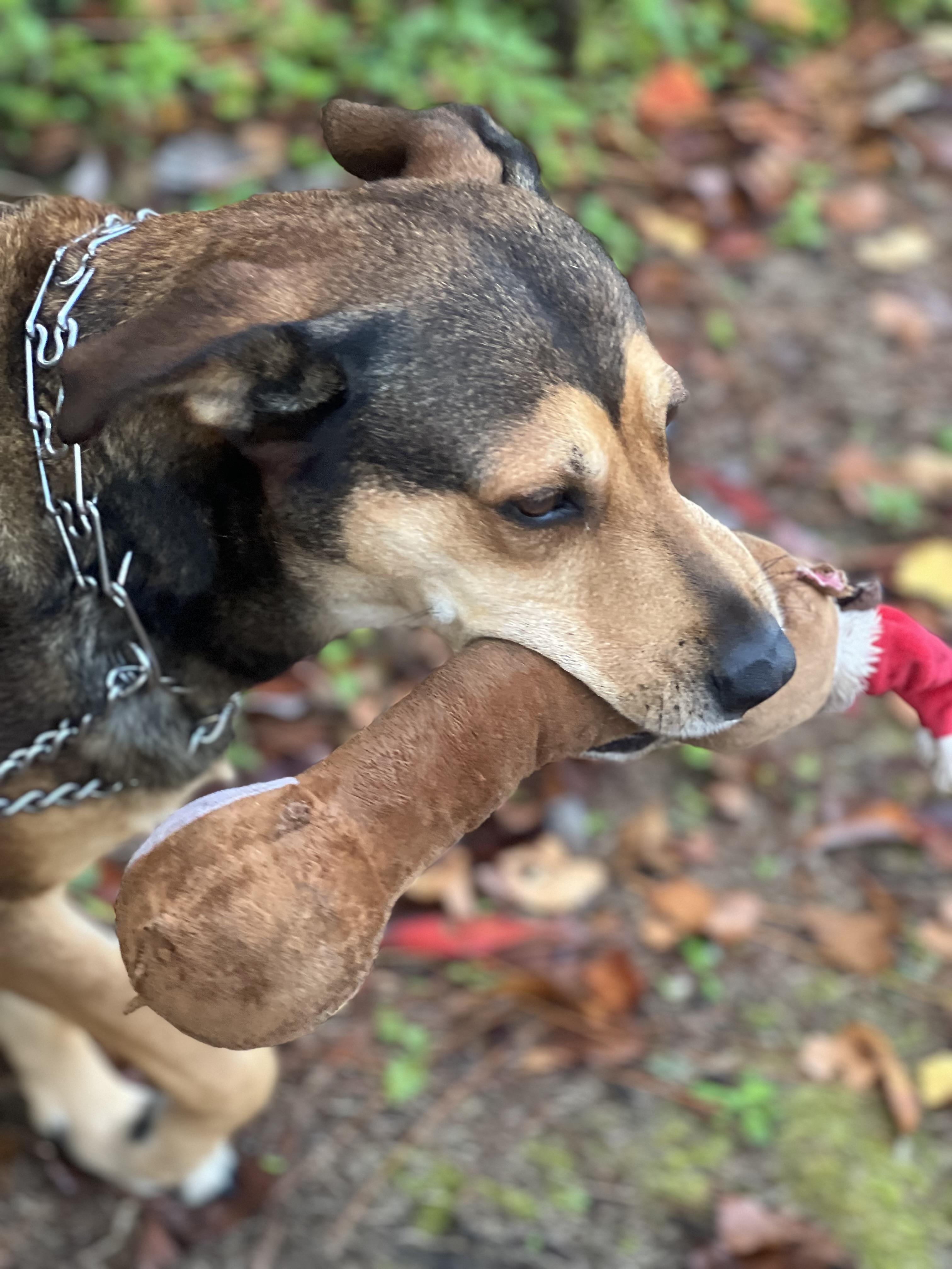 Enlarge Mia, an adopted mixed breed in Orange Beach, AL image 3/5