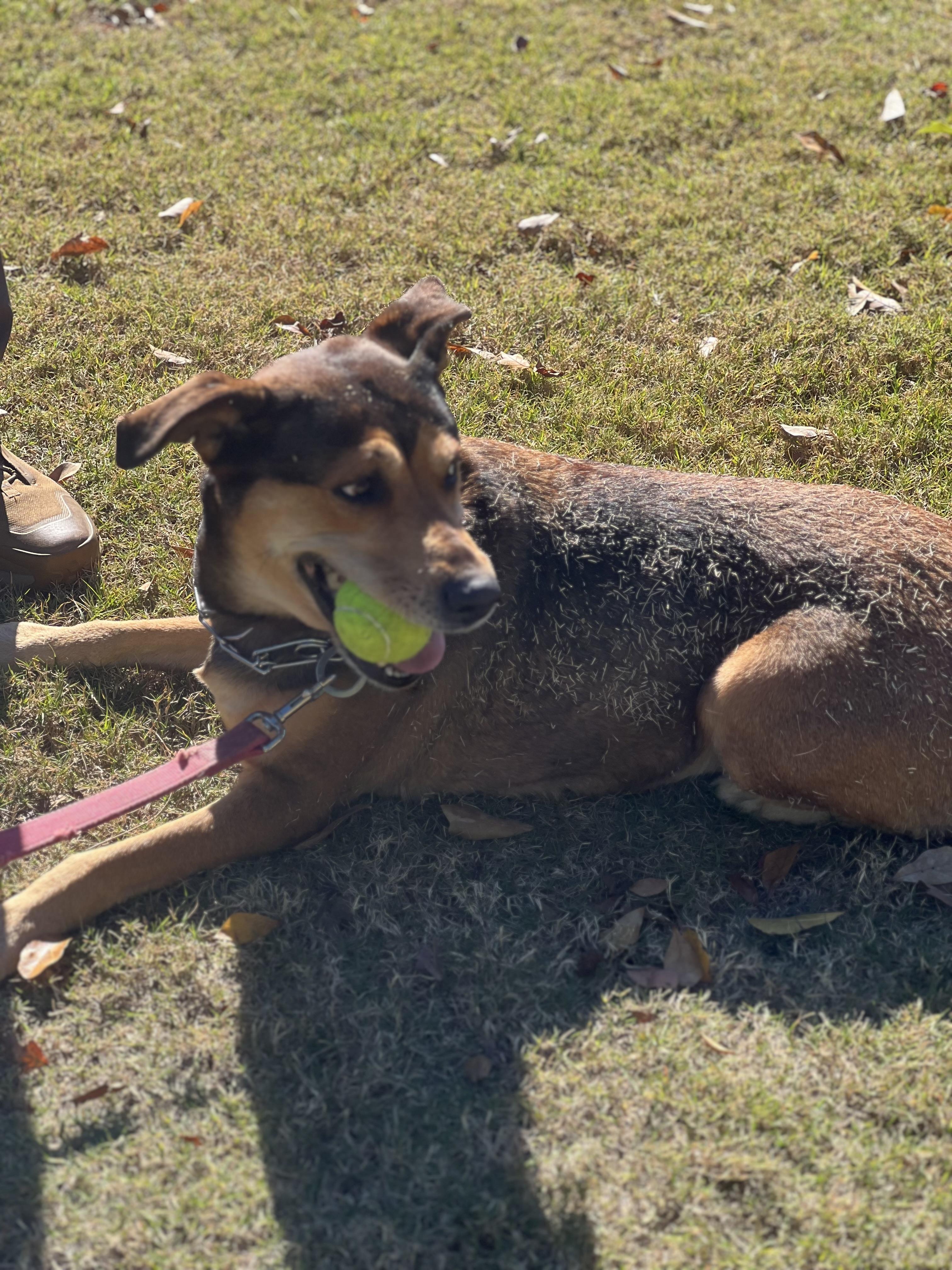 Enlarge Mia, an adopted mixed breed in Orange Beach, AL image 1/5