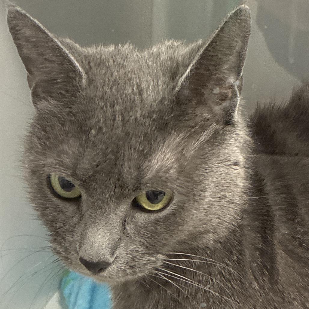 Enlarge Dove, a Adoptable Domestic Short Hair in Uniontown, PA image 1/1