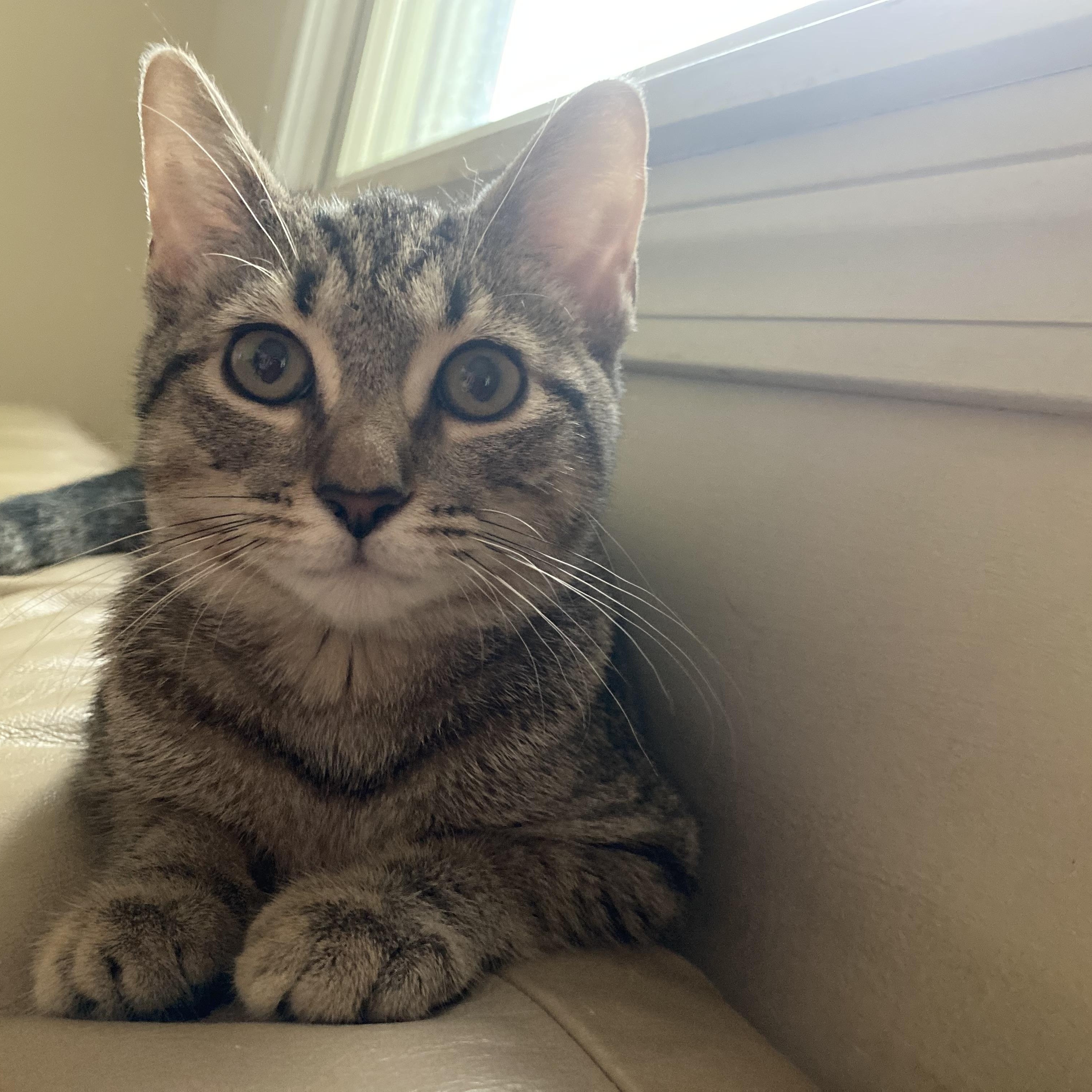 Astrid