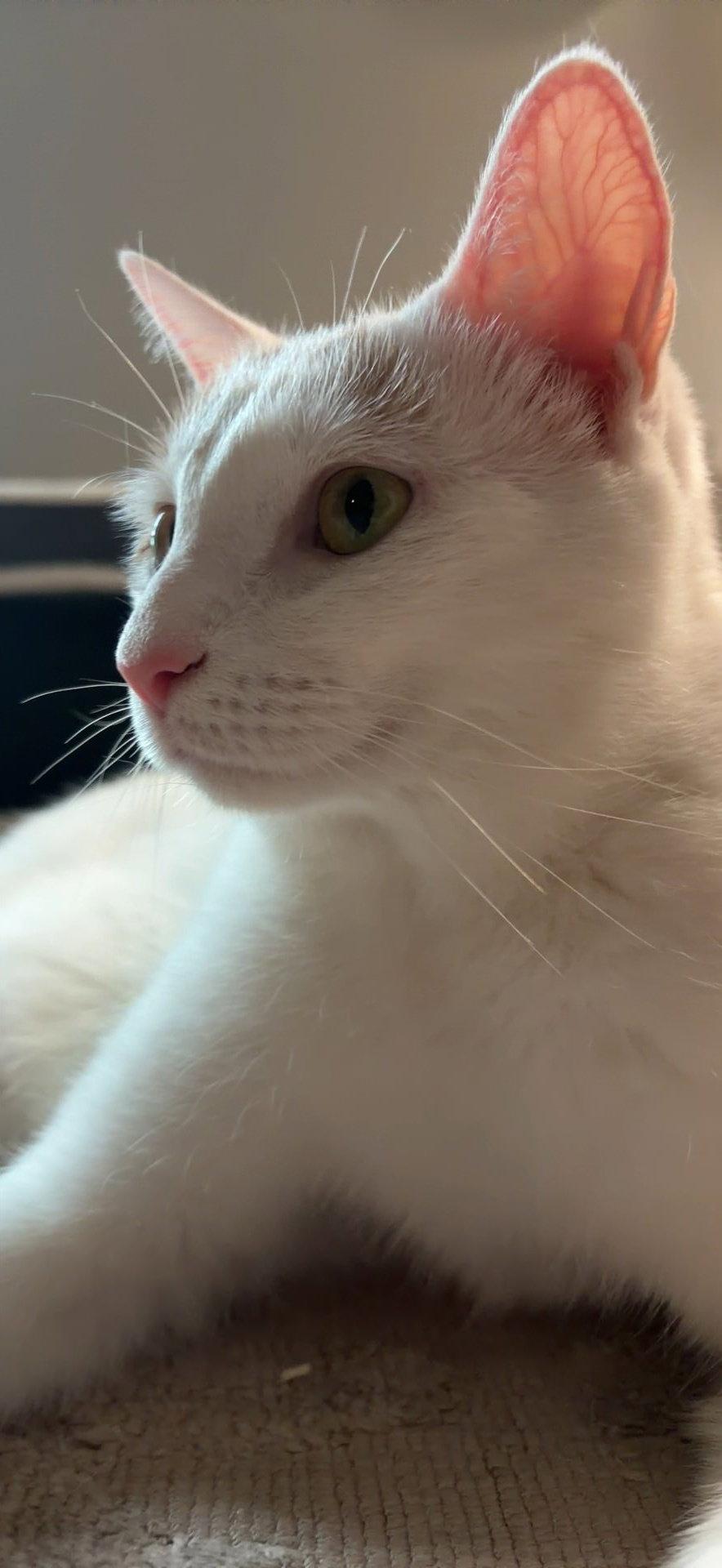 Kallie S., a Adoptable Domestic Short Hair in Trenton, NJ image 1/3