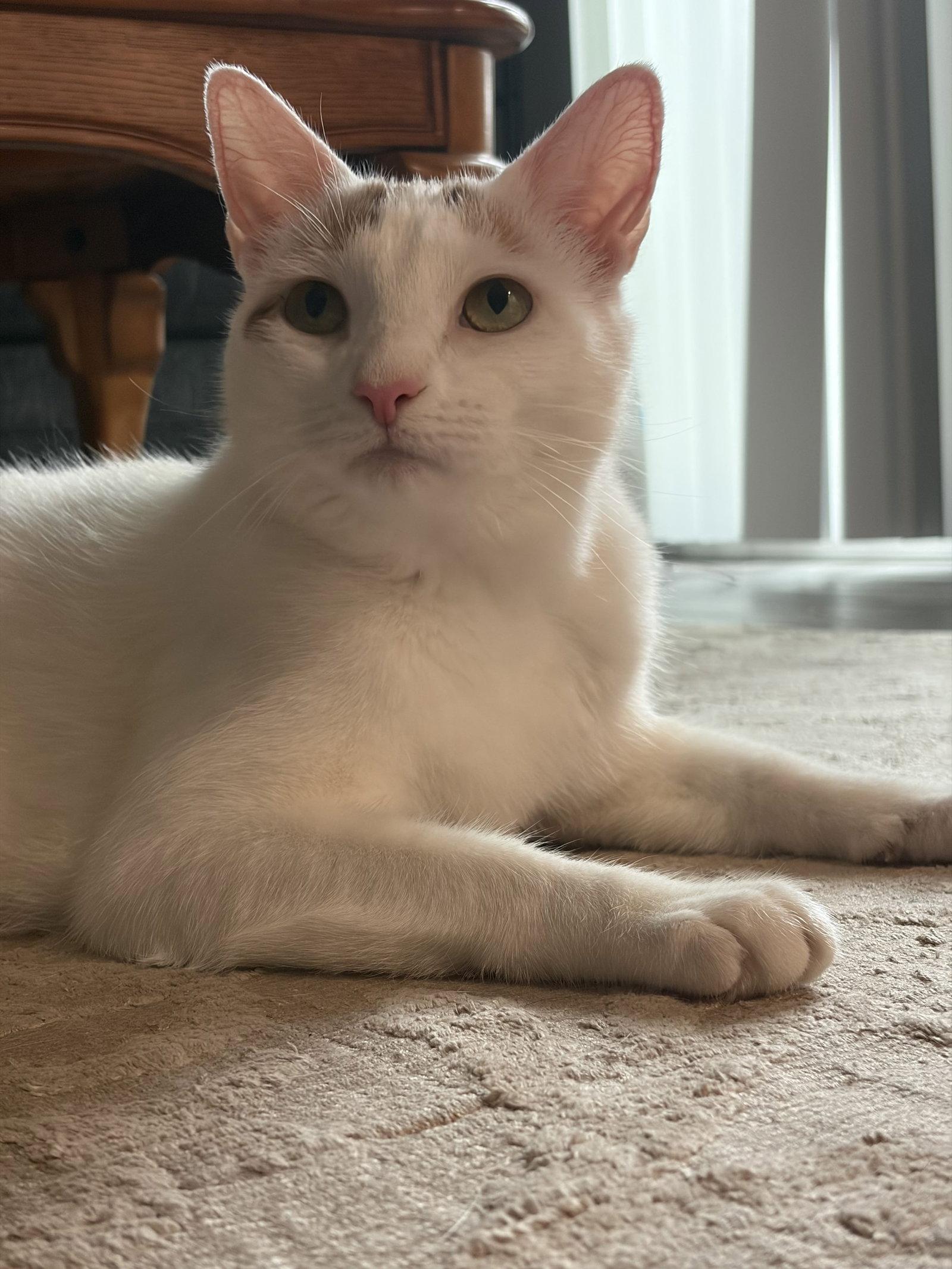 Kallie S., a Adoptable Domestic Short Hair in Trenton, NJ image 2/3