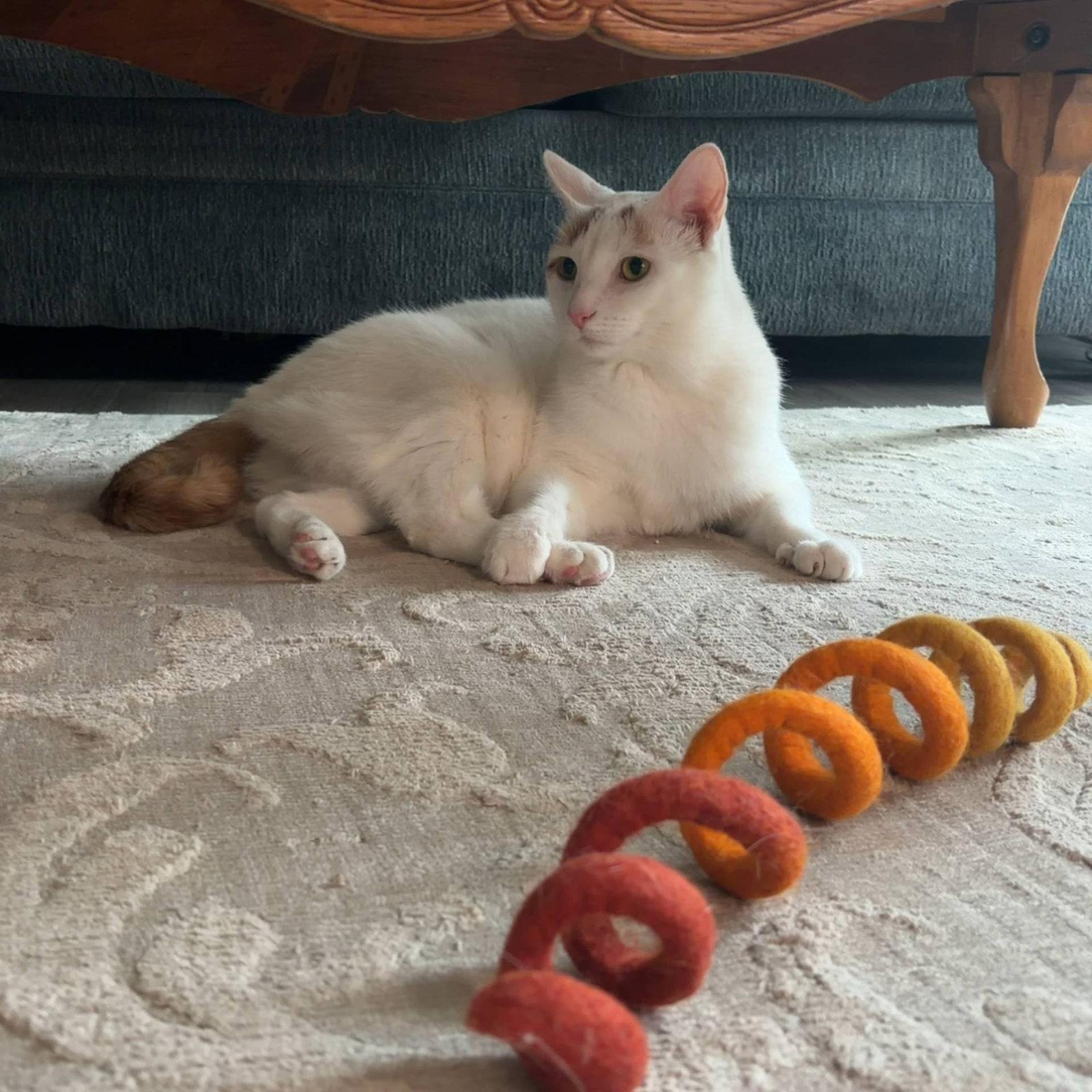 Kallie S., a Adoptable Domestic Short Hair in Trenton, NJ image 3/3