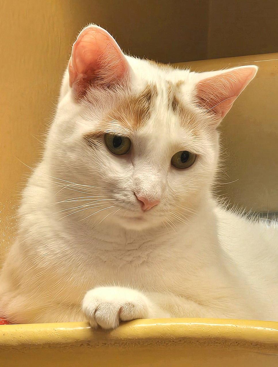 Kallie S, a Adoptable Domestic Short Hair in Trenton, NJ image 3/3