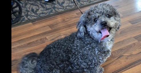 Enlarge Molly, a Adoptable mixed breed in Anoka, MN image 1/1