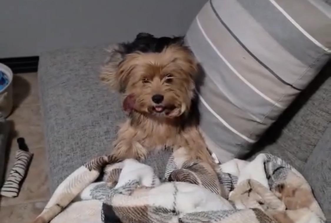 Enlarge Pixie, a ADOPTABLE Yorkshire Terrier in Boise, ID image 3/3