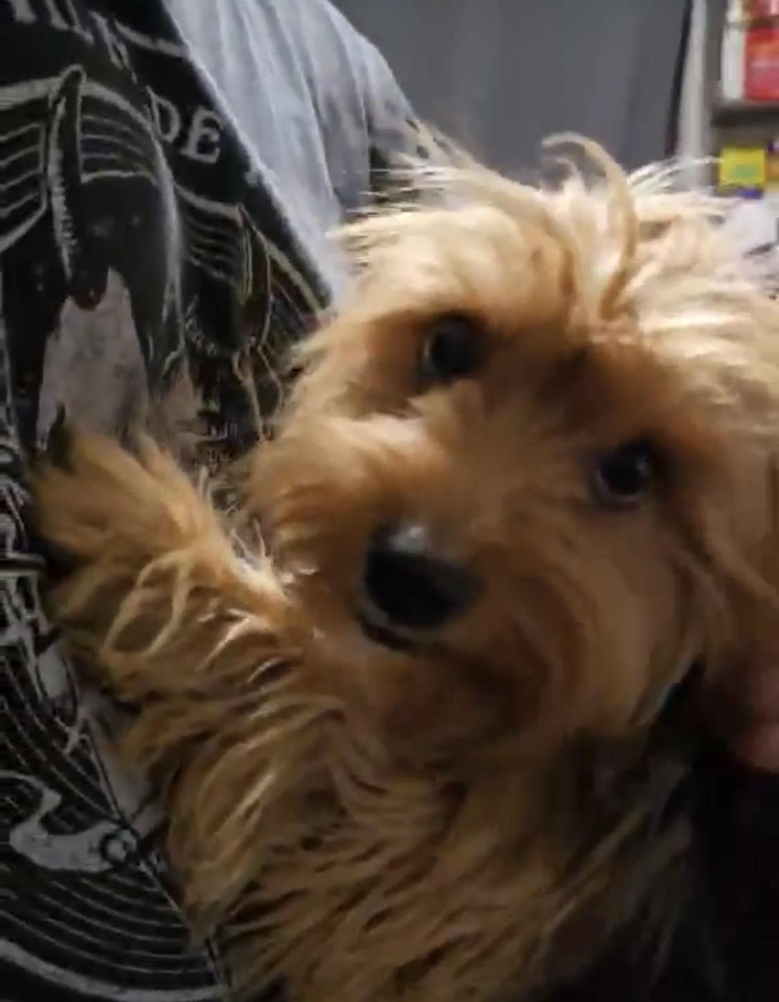 Pixie, ADOPTABLE, Adult Female Yorkshire Terrier.
