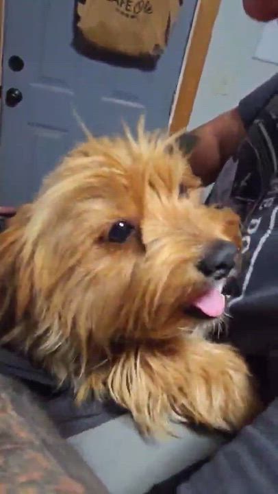 Enlarge Pixie, a ADOPTABLE Yorkshire Terrier in Boise, ID video 1/3