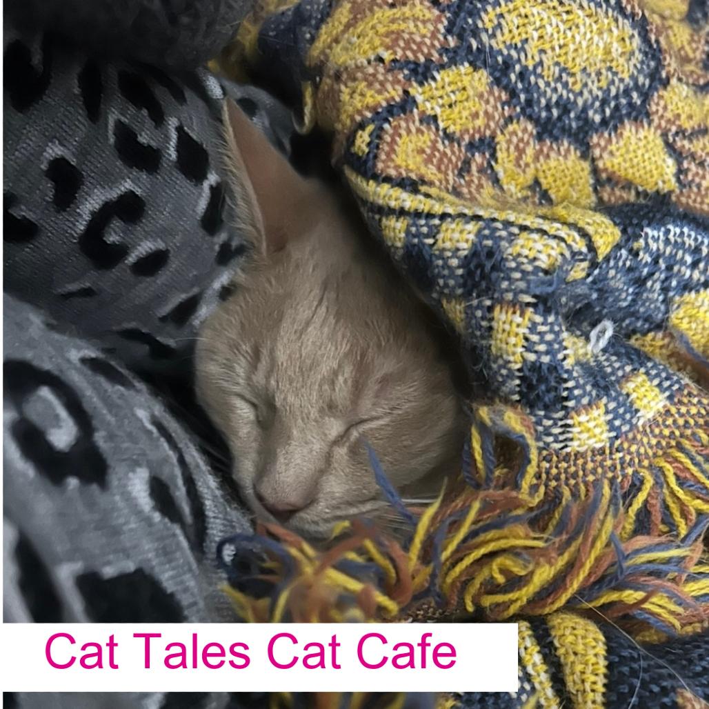 Toby, Adoptable, Young Male Domestic Short Hair.