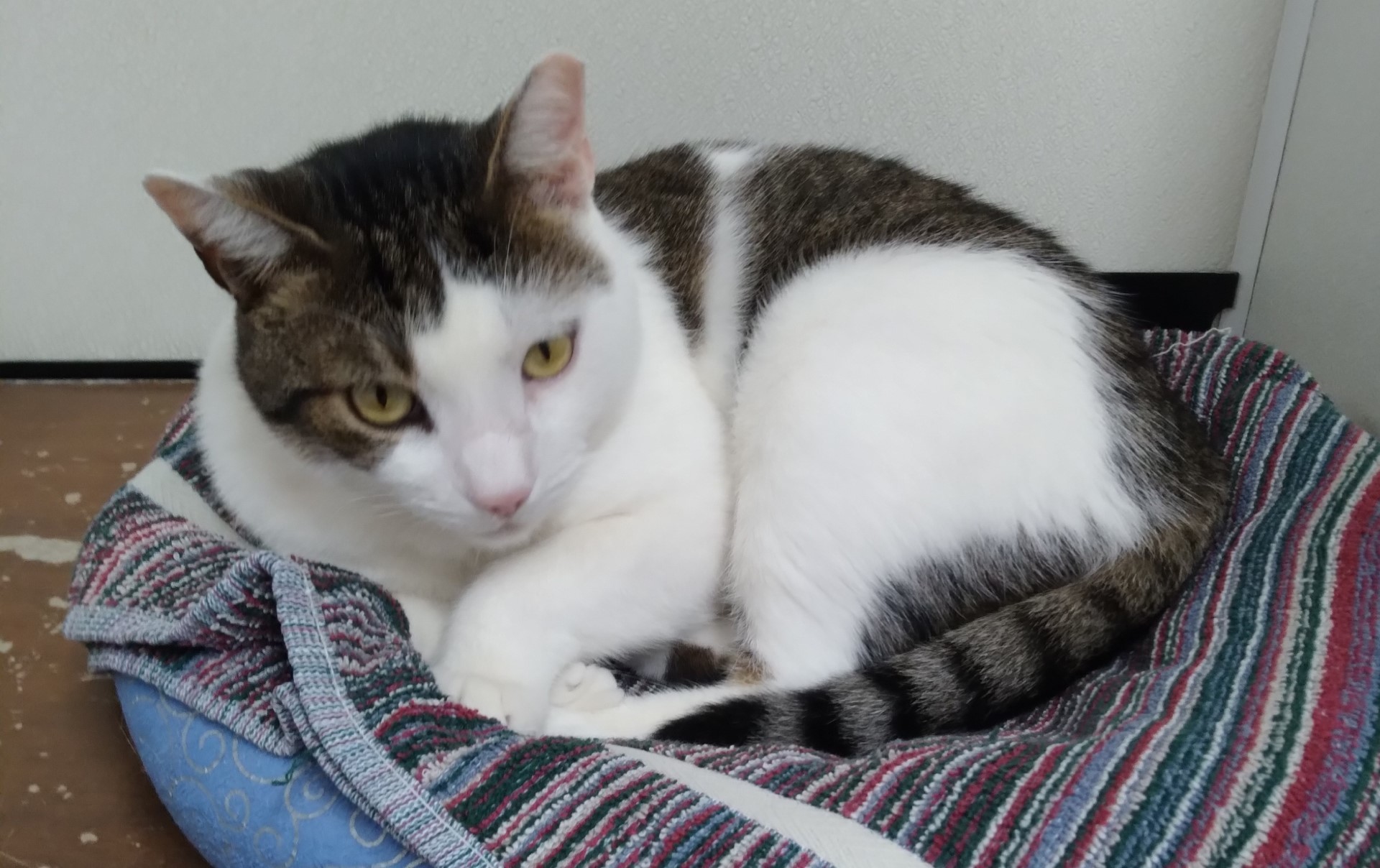 Chad, a Adoptable Tiger in Dillsburg, PA image 4/6