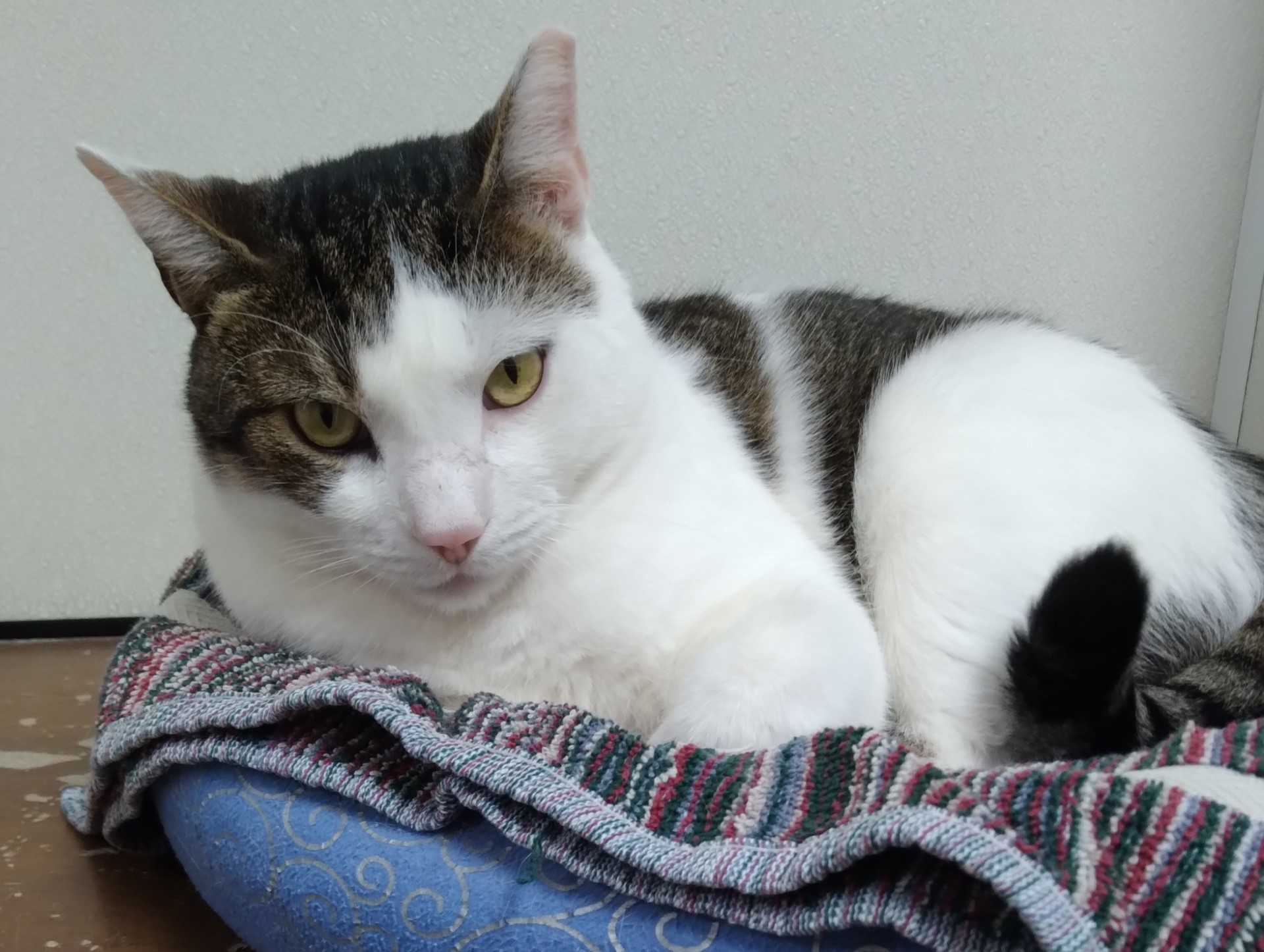 Chad, a Adoptable Tiger in Dillsburg, PA image 5/6