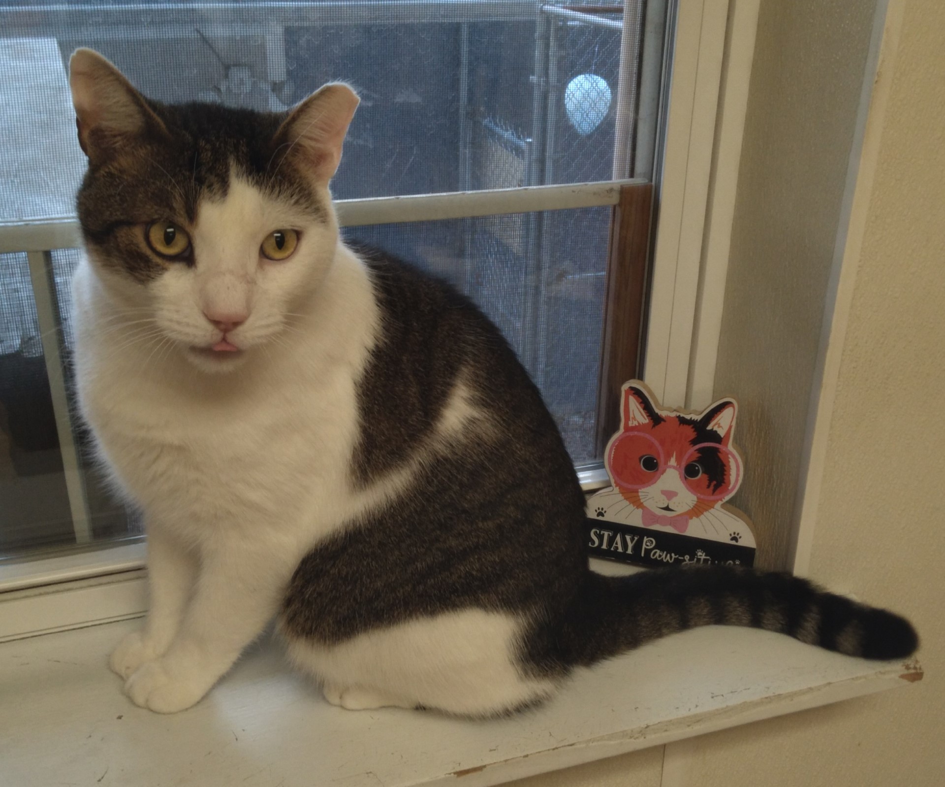 Chad, a Adoptable Tiger in Dillsburg, PA image 6/6