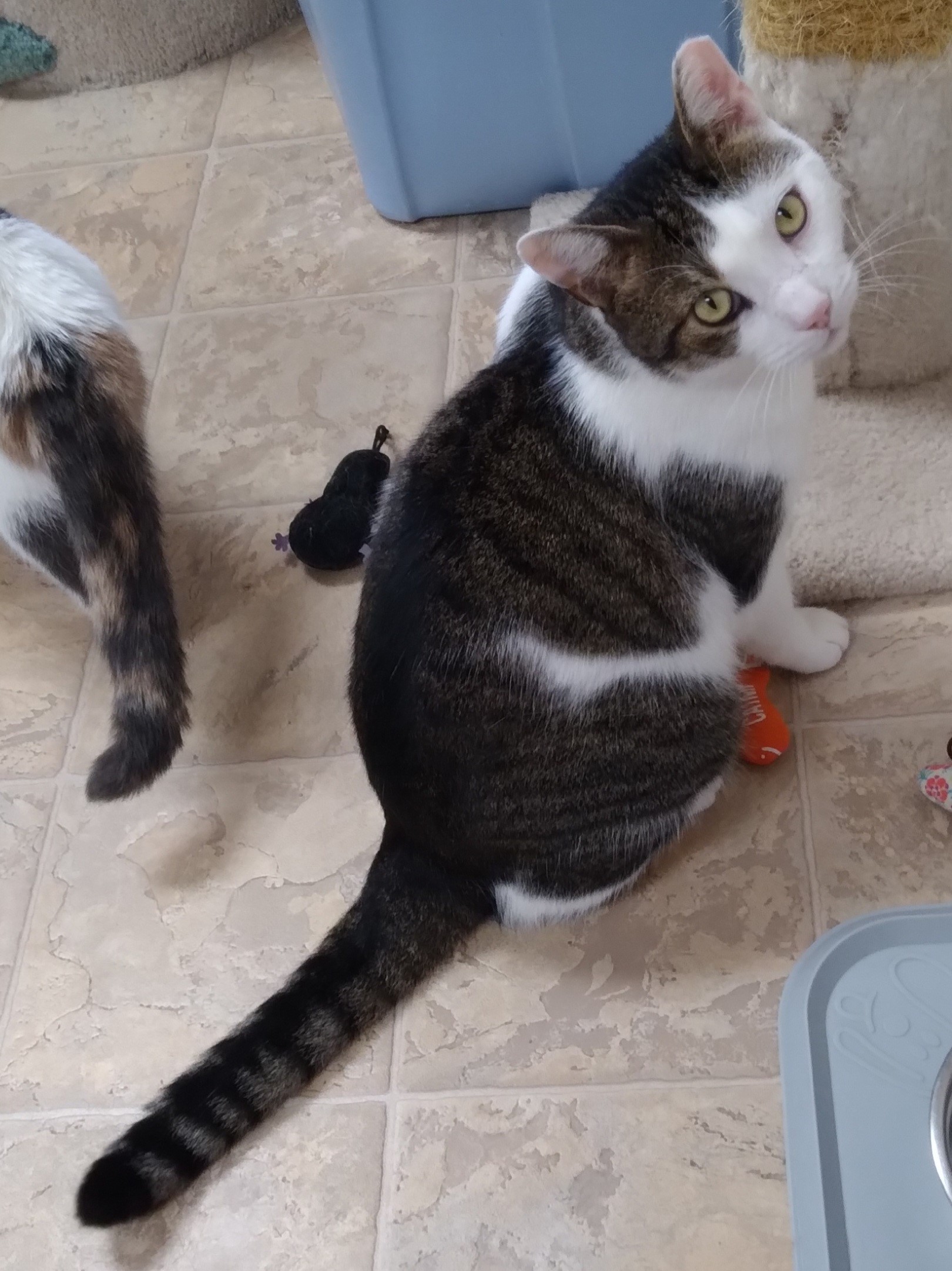 Chad, a Adoptable Tiger in Dillsburg, PA image 3/6