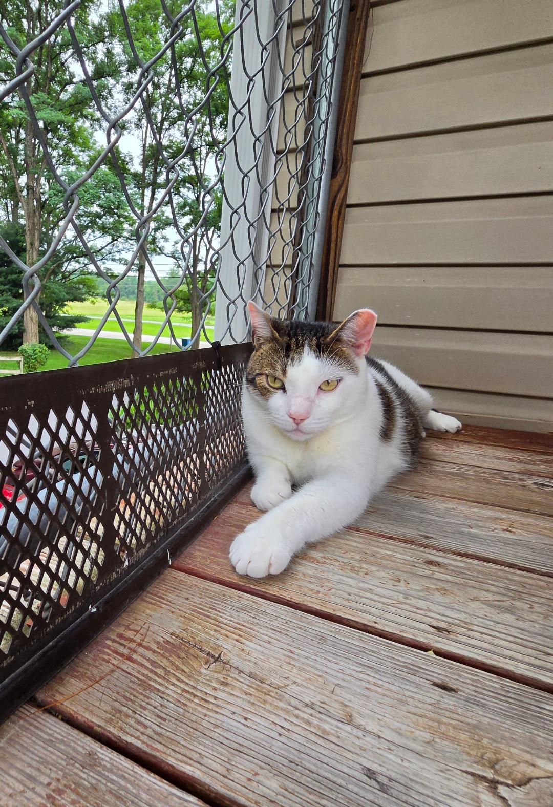 Chad, Adoptable, Senior Male Tiger.