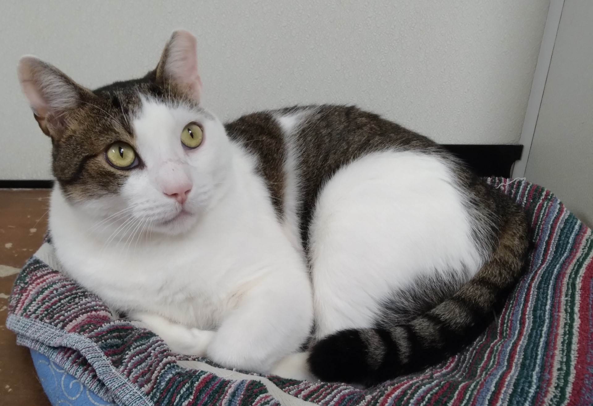 Chad, a Adoptable Tiger in Dillsburg, PA image 2/6