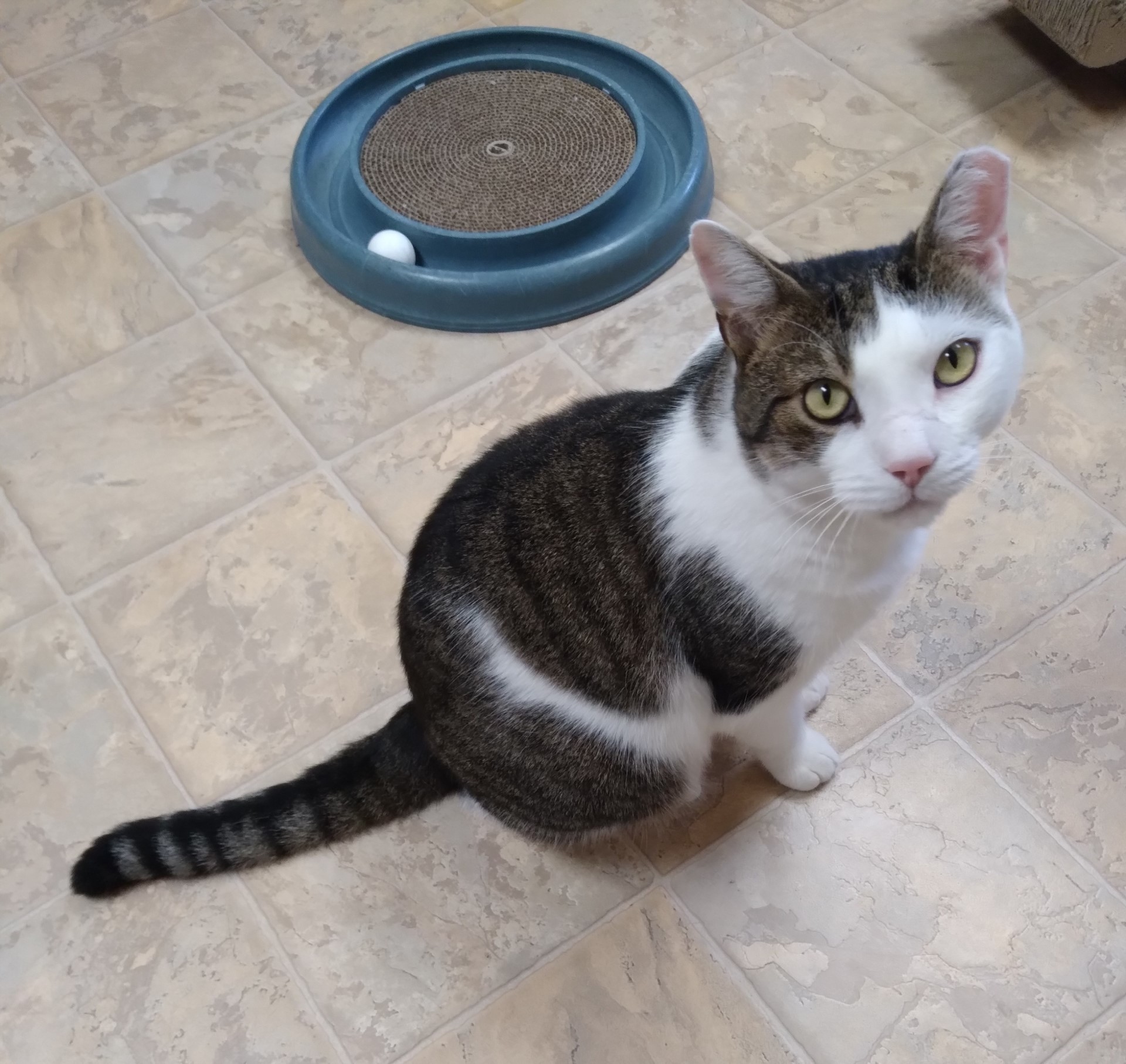 Chad, Adoptable, Adult Male Tiger.