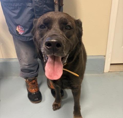 Doug, Adoptable, Adult Male Labrador Retriever & Cane Corso.