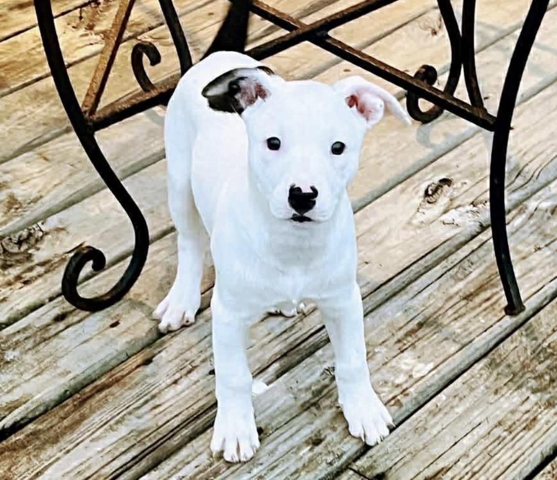 Enlarge Oreo, a Adoptable American Staffordshire Terrier in Portage, WI image 5/6