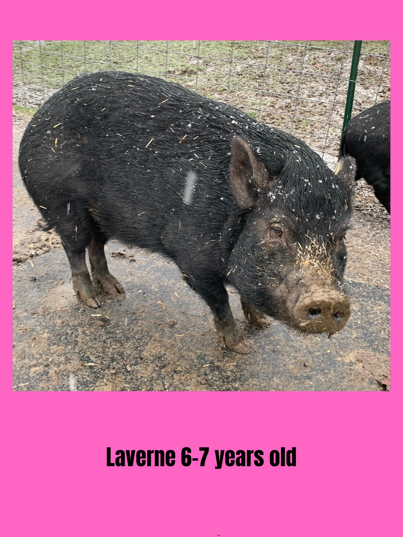 Enlarge Laverne, a Adoptable Pot Bellied in Ravenna, OH image 1/1