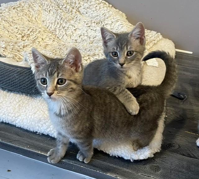 Kirby (LE), a ADOPTABLE Domestic Short Hair in Little Falls, NJ image 3/3