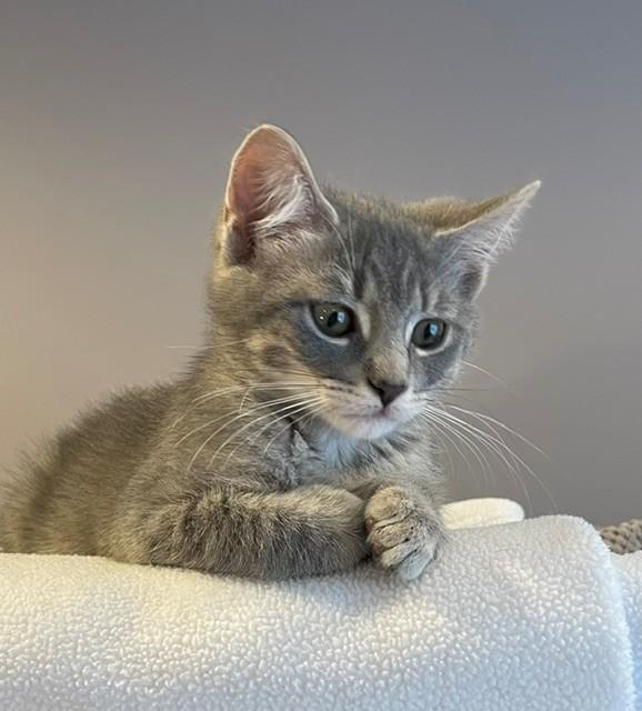 Kirby (LE), a ADOPTABLE Domestic Short Hair in Little Falls, NJ image 2/3
