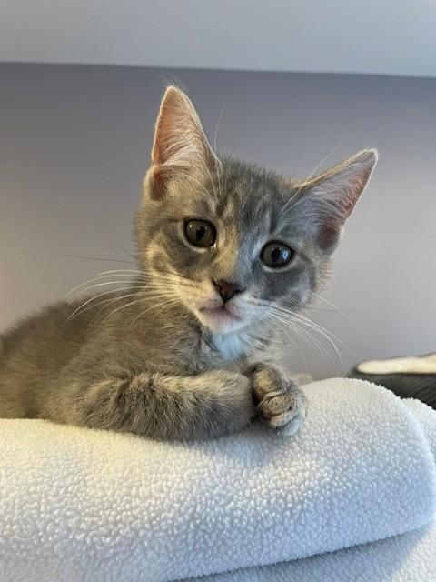 Kirby (LE), a ADOPTABLE Domestic Short Hair in Little Falls, NJ image 1/3