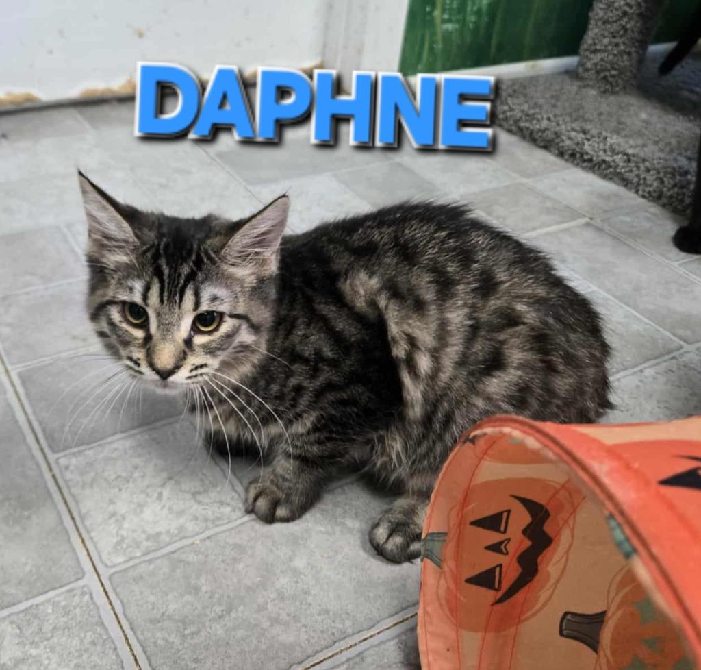 Daphne (Homeless Tabby Kitten), Adoptable, Young Female Domestic Long Hair.