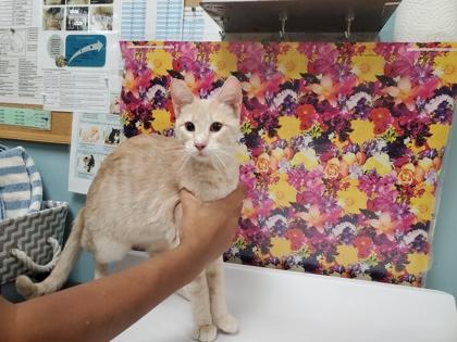 Enlarge Closet, a Adoptable mixed breed in Maumee, OH image 1/1