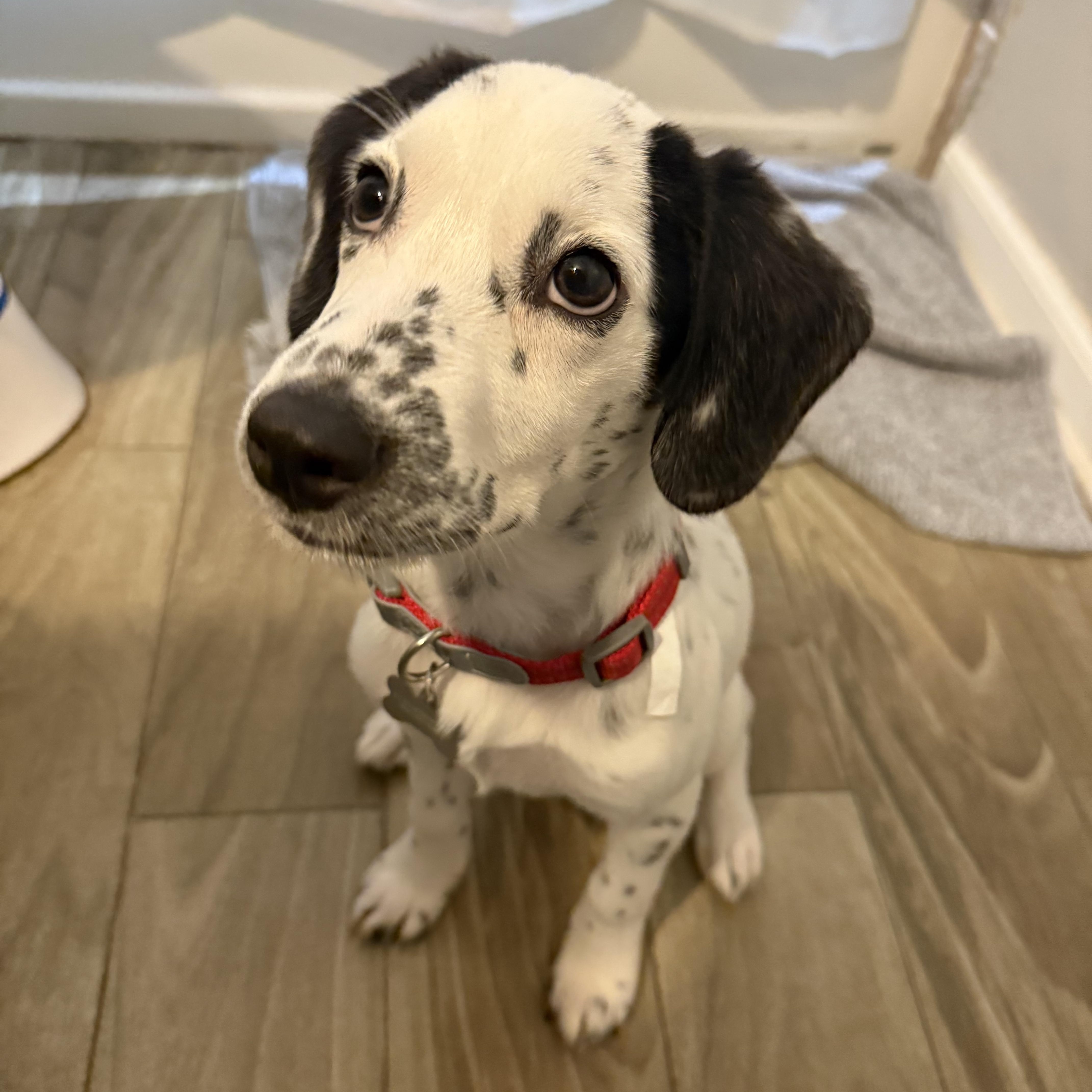 Enlarge Dotson, a Adoptable Dalmatian in New Orleans, LA image 1/4