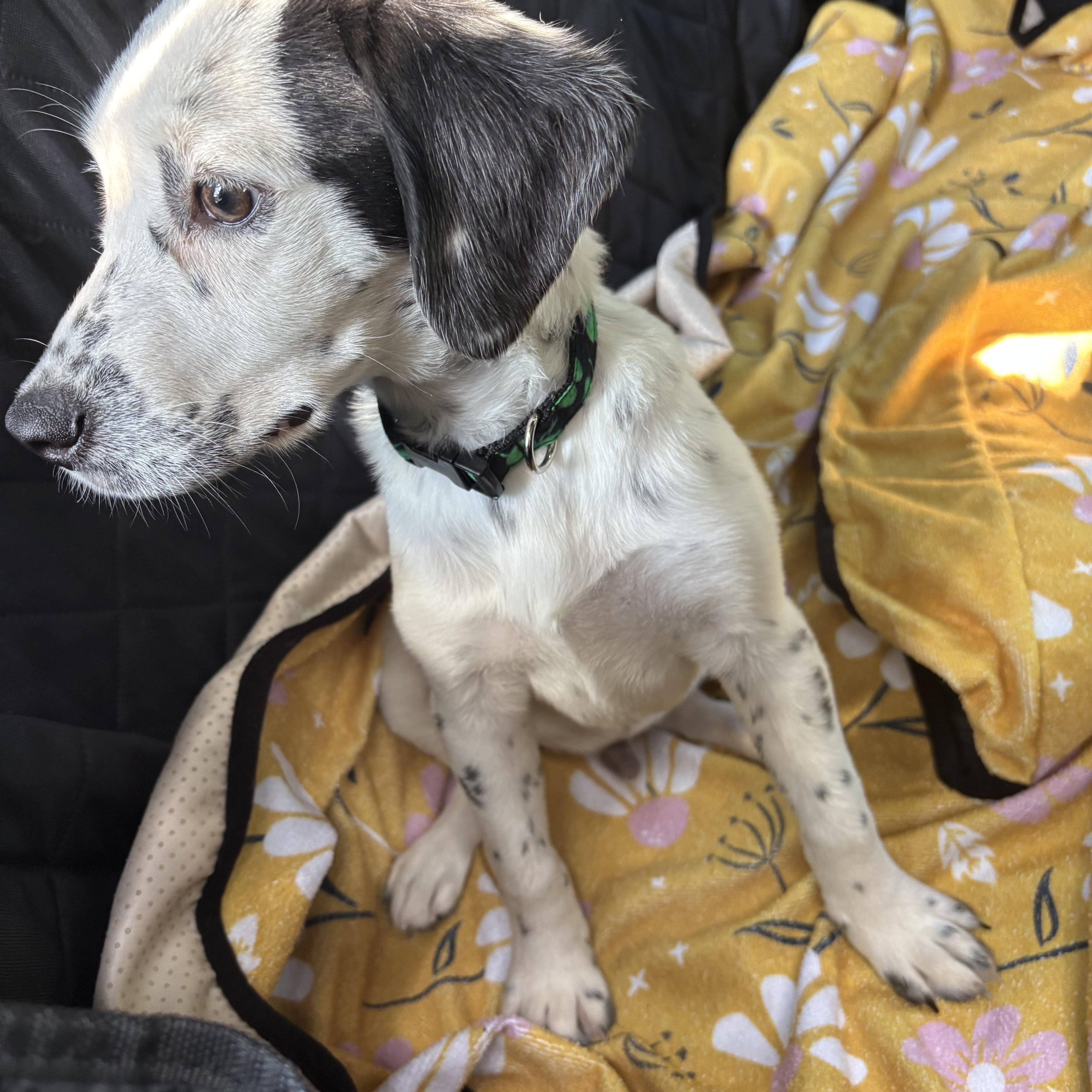 Enlarge Dotson, a Adoptable Dalmatian in New Orleans, LA image 4/4