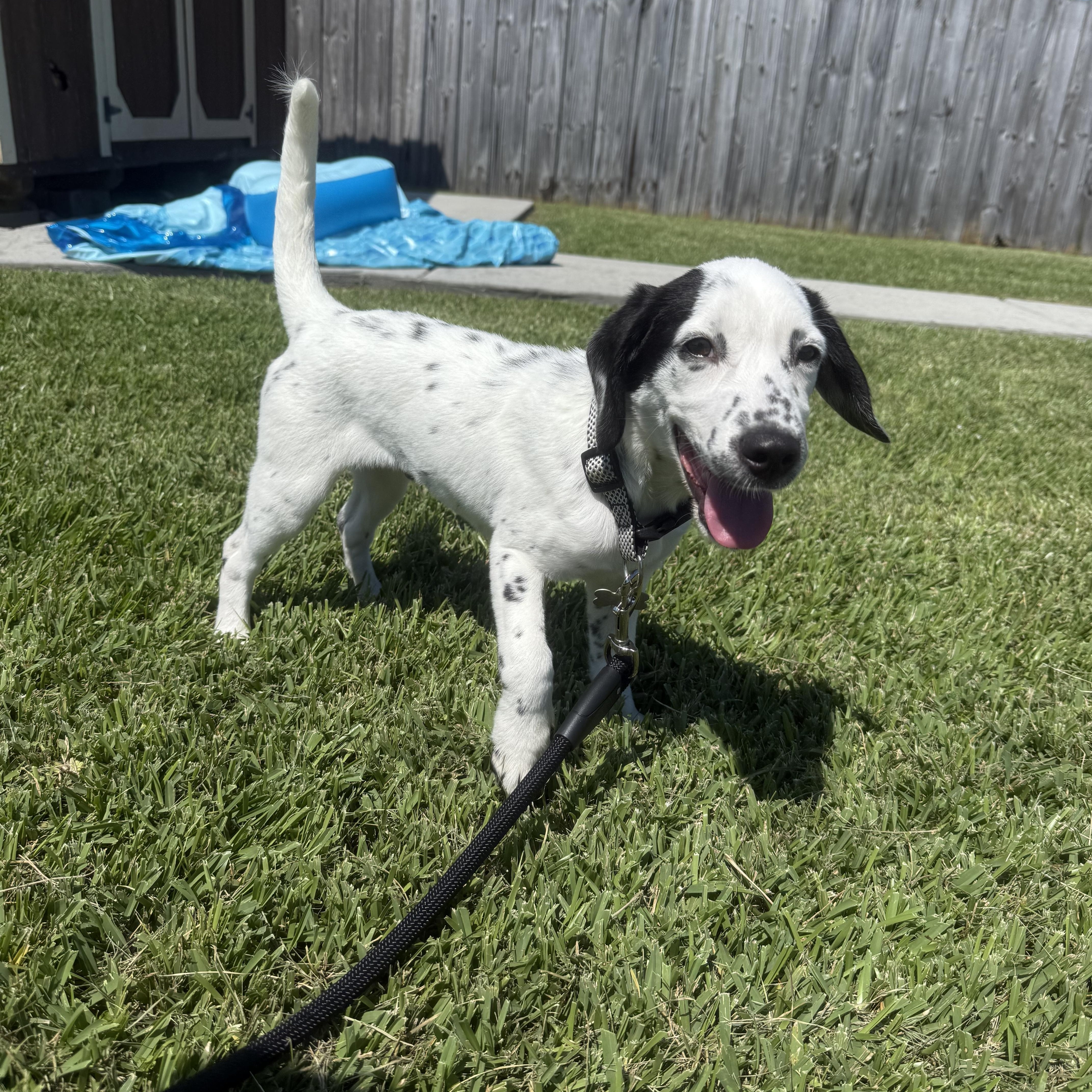 Enlarge Dotson, a Adoptable Dalmatian in New Orleans, LA image 2/4