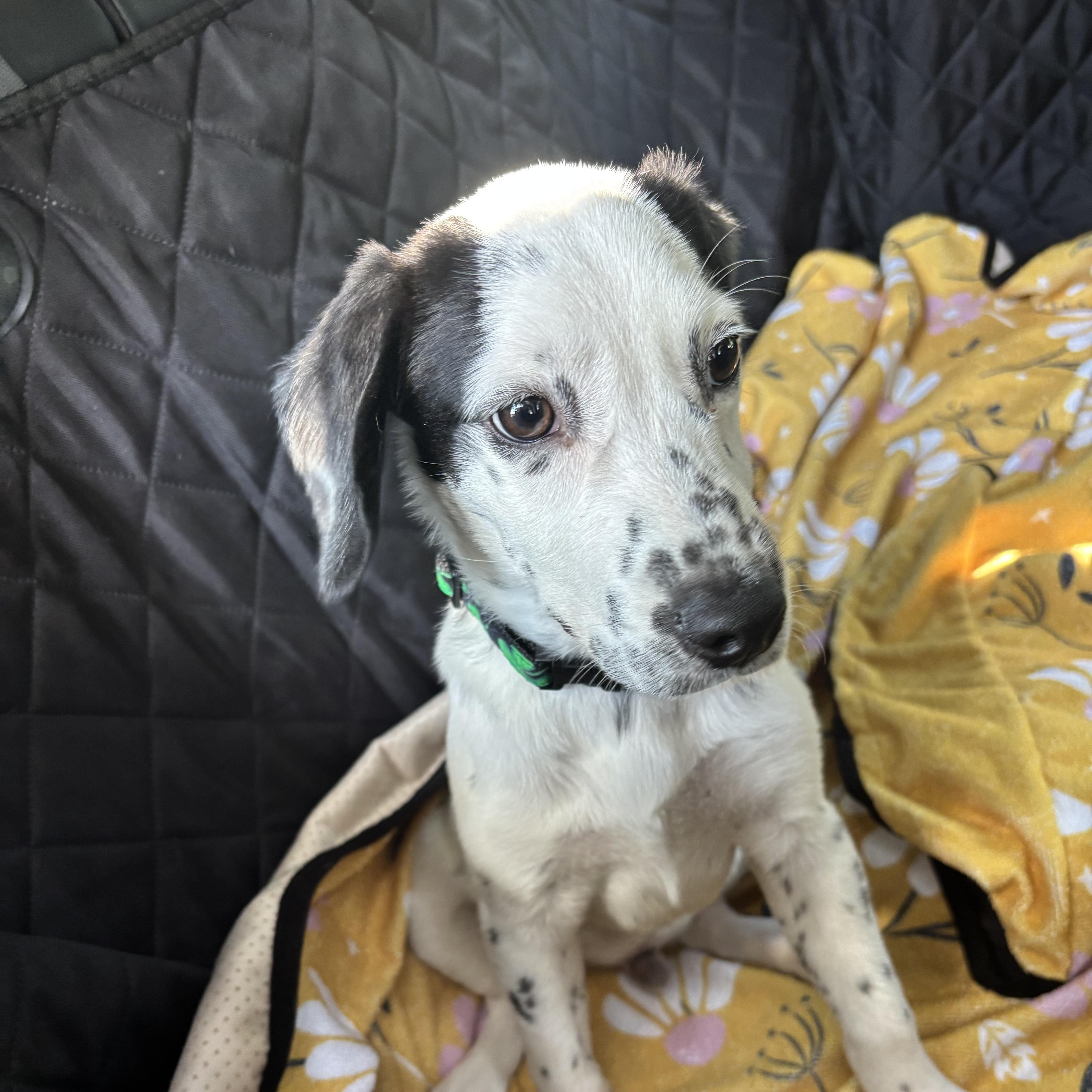 Enlarge Dotson, a Adoptable Dalmatian in New Orleans, LA image 3/4