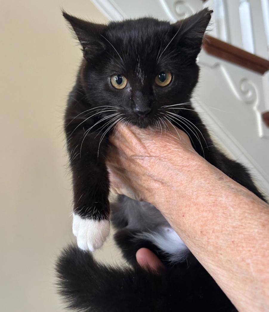 Enlarge Holly and Molly, a ADOPTABLE Domestic Short Hair in Fort Oglethorpe, GA image 2/3