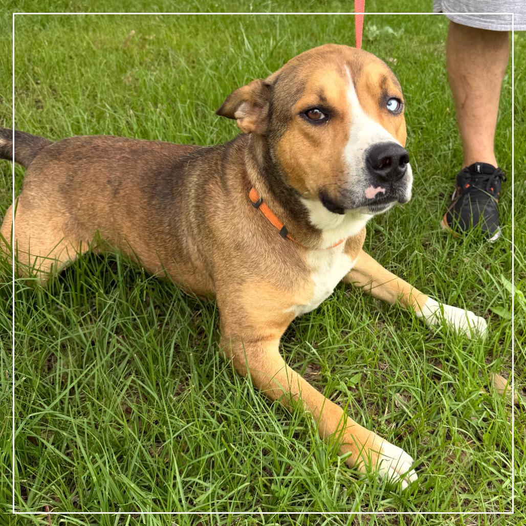 Rosco, Adoptable, Adult Male Terrier & Husky.