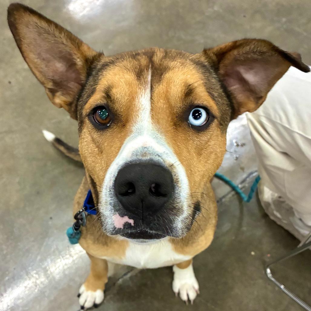 Rosco, Adoptable, Adult Male Terrier & Husky.