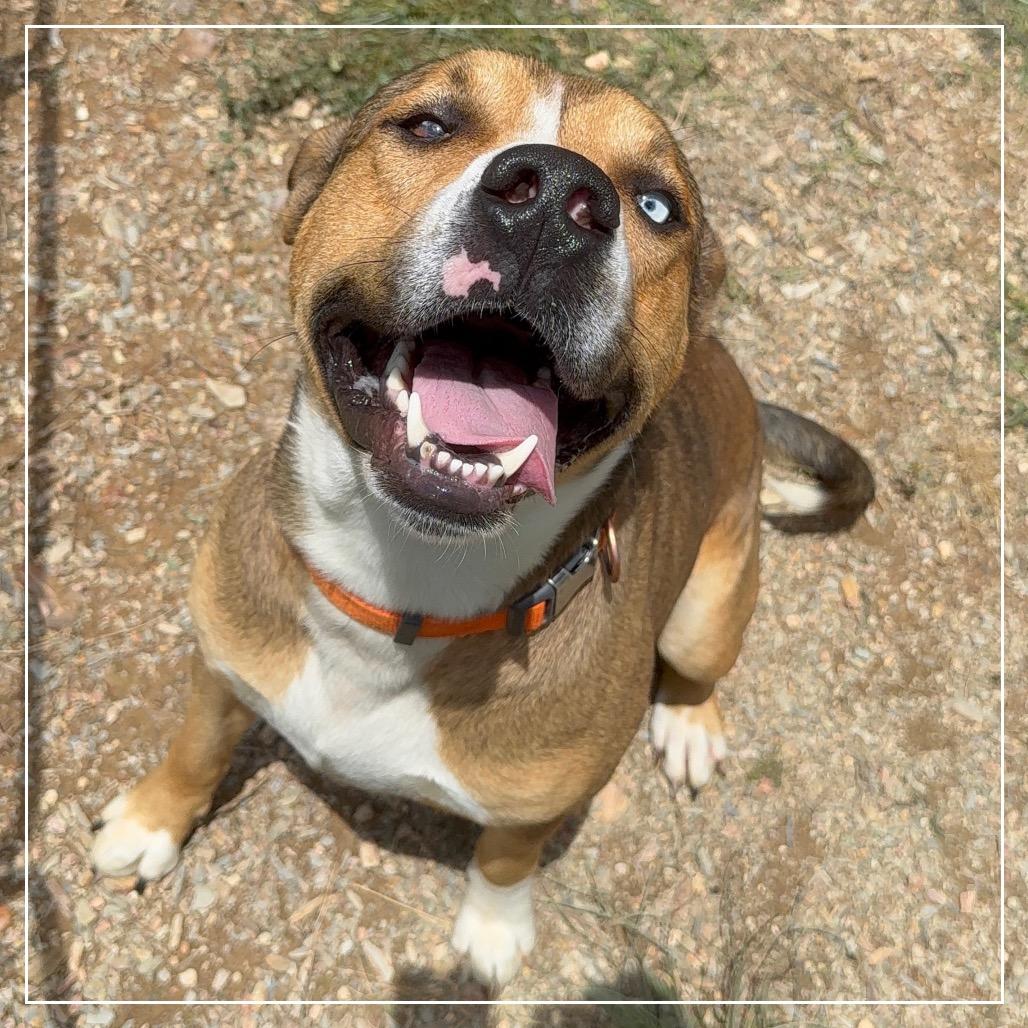 Enlarge Rosco, a Adoptable mixed breed in Little Rock, AR image 2/6