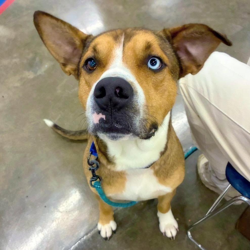 Enlarge Rosco, a Adoptable mixed breed in Little Rock, AR image 3/6