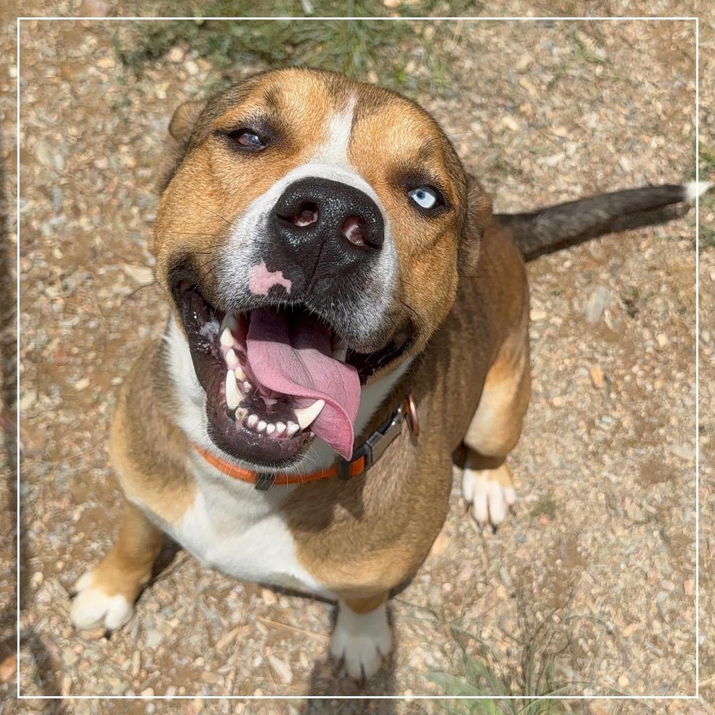 Enlarge Rosco, a Adoptable mixed breed in Little Rock, AR image 4/6