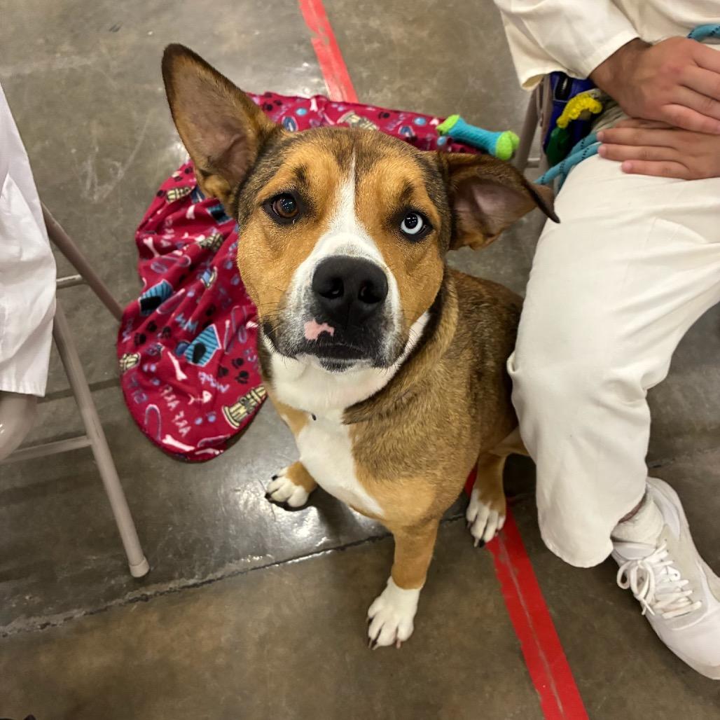 Enlarge Rosco, a Adoptable mixed breed in Little Rock, AR image 5/6