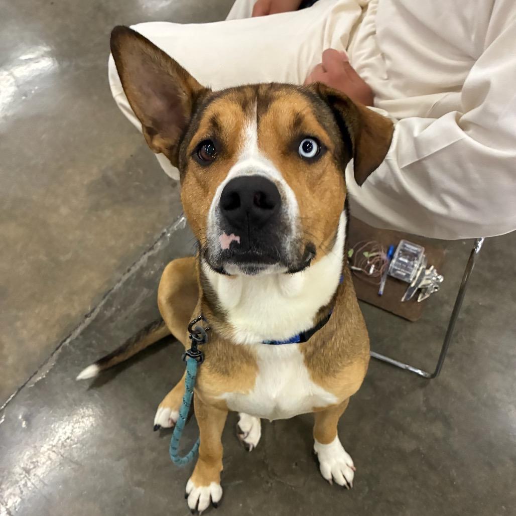 Rosco, a Adoptable mixed breed in Little Rock, AR image 6/6