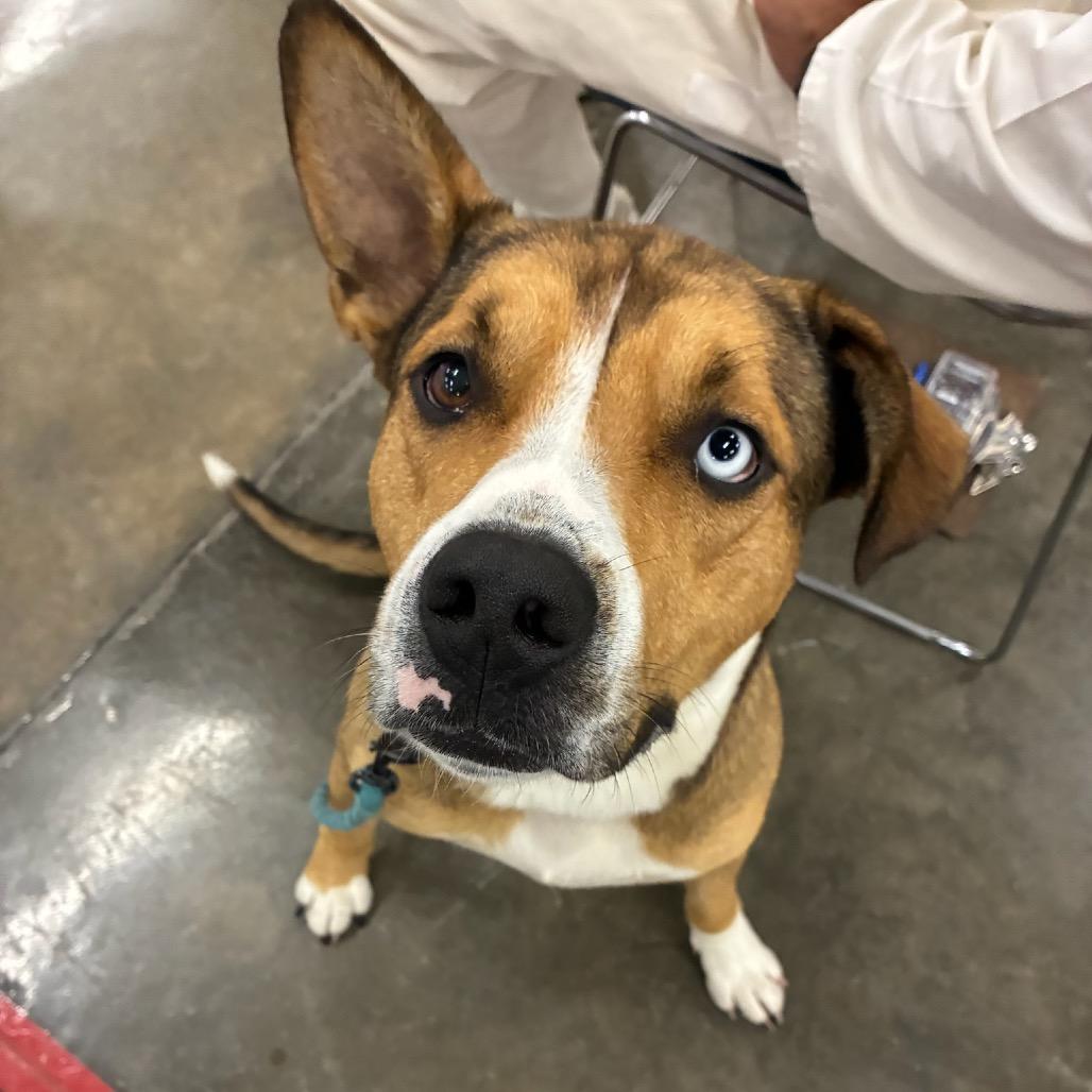 Enlarge Rosco, a Adoptable mixed breed in Little Rock, AR image 6/6
