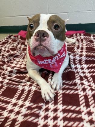 Petunia — thumbnail 2