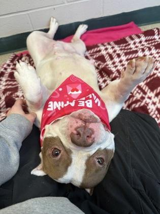 Petunia — thumbnail 3