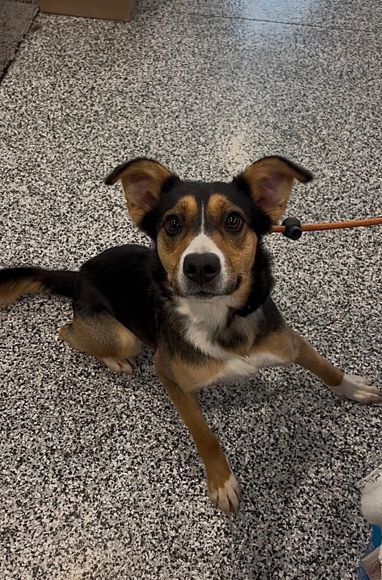 Max, Adoptable, Young Male Australian Shepherd & Terrier.