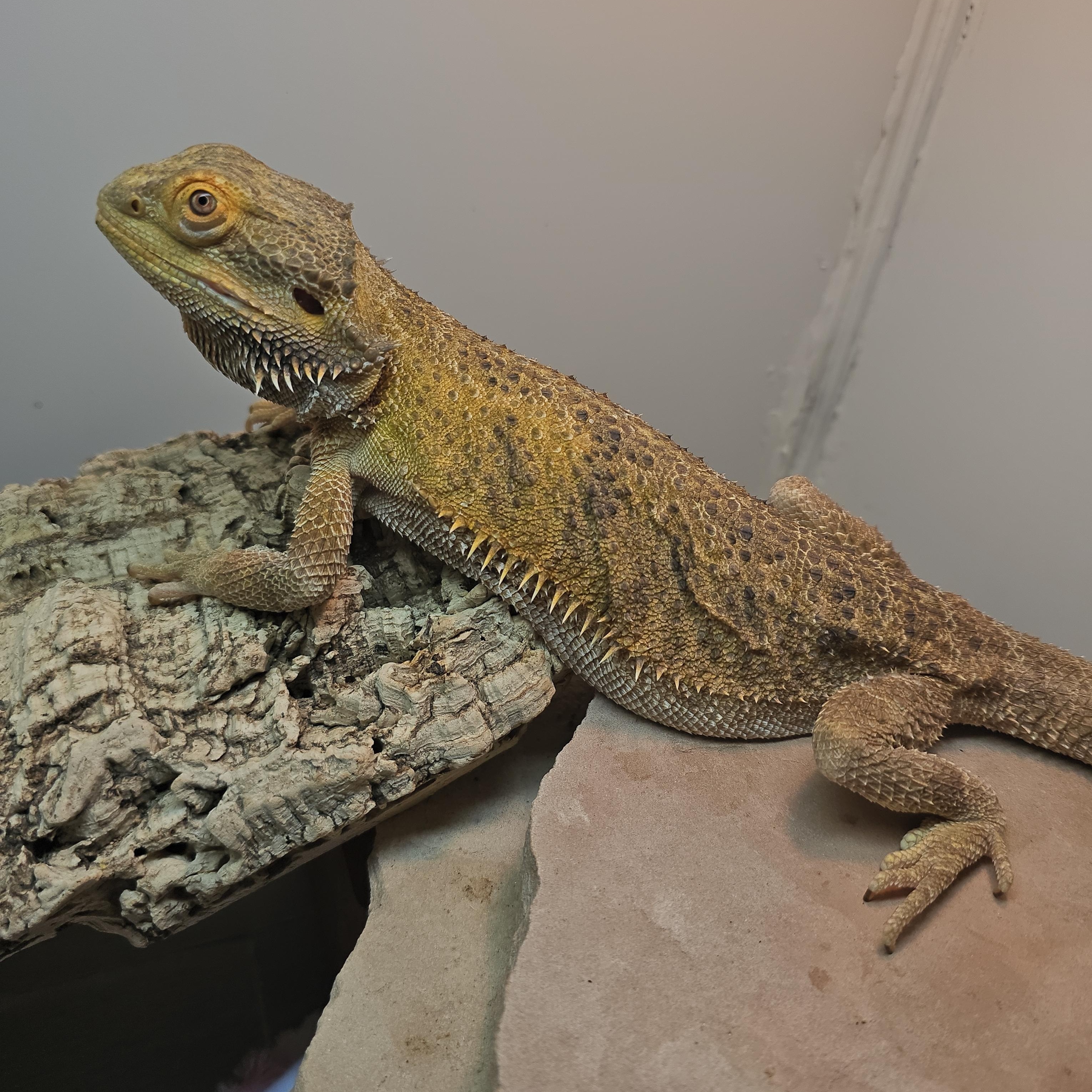 Aspen, Adopted, Adult Female Bearded Dragon.