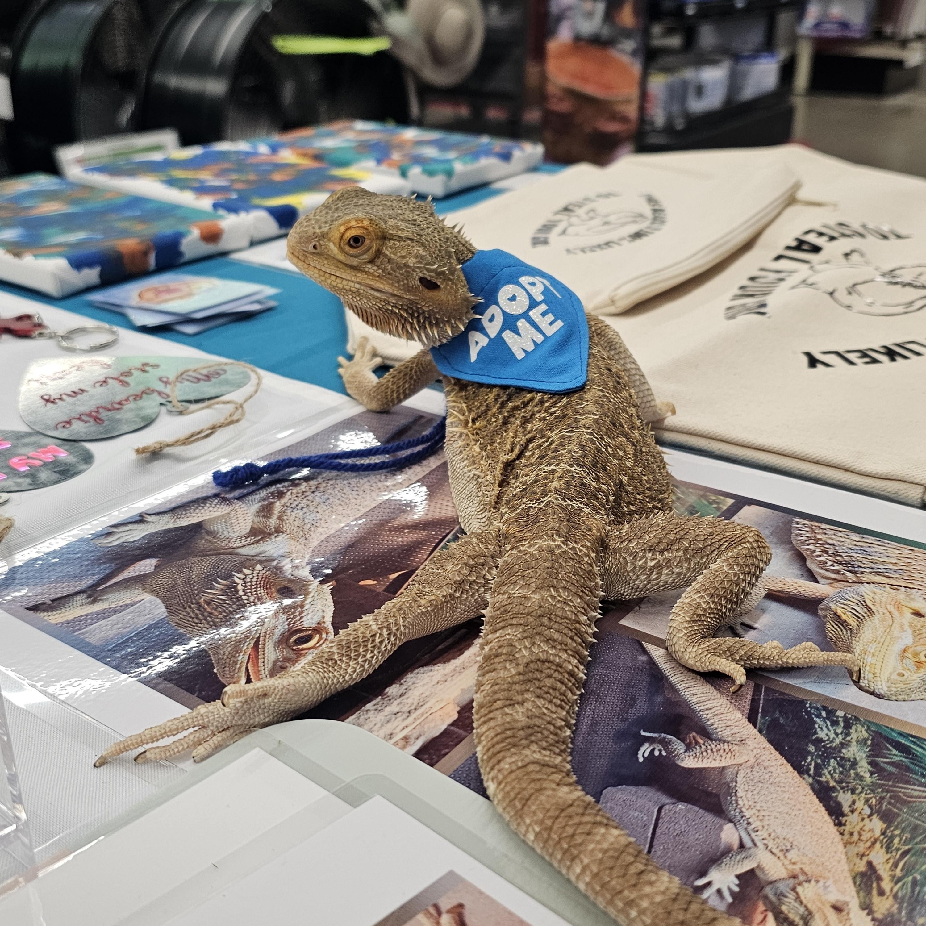 Aspen, Adopted, Adult Female Bearded Dragon.