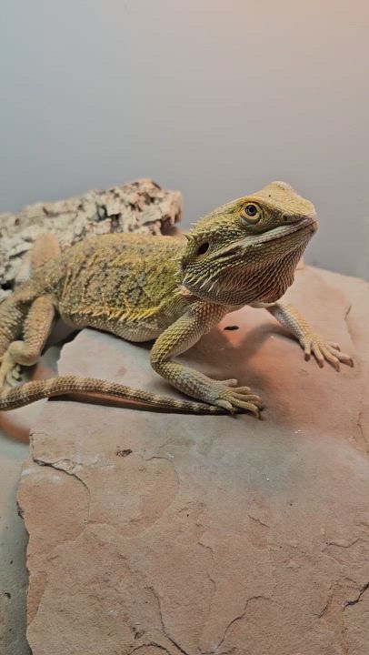 Enlarge Aspen, a Adopted Bearded Dragon in Tucson, AZ video 3/3